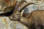 ibex