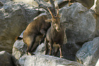 ibexes