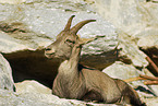 ibex