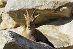 ibex