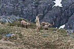 Alpine ibex