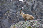 Alpine ibex