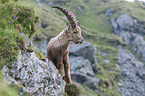 Alpine ibex