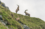 Alpine ibexes