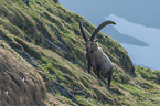 Alpine ibex