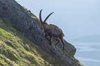 Alpine ibex