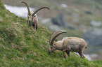 Alpine ibexes