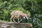 Alpine ibex