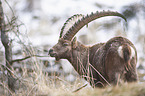 Alpine ibex