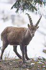 Alpine ibex