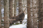 Alpine ibex