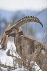 Alpine ibex