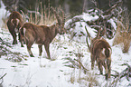 Alpine ibexes