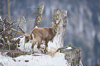 Alpine ibex