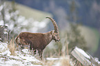 Alpine ibex