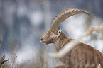 Alpine ibex