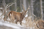 Alpine ibex