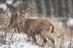 Alpine ibex