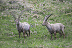Alpine ibexes