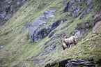 Alpine ibexes