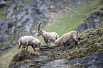 Alpine ibexes