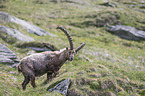 Alpine ibex