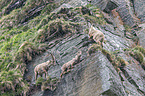 Alpine ibexes