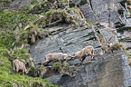 Alpine ibexes