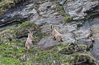 Alpine ibexes