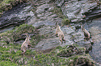 Alpine ibexes