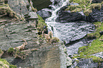 Alpine ibexes