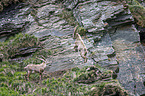 Alpine ibexes