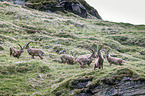 Alpine ibexes