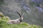 Alpine ibex