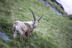 Alpine ibex