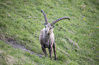 Alpine ibex