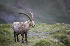 Alpine ibex