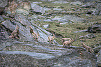 Alpine ibexes