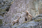 Alpine ibexes