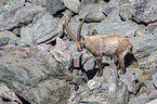 Alpine ibex