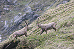 Alpine ibexes