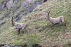 Alpine ibexes