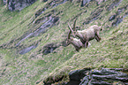 Alpine ibexes