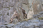 Alpine ibexes