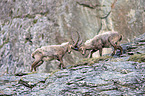 Alpine ibexes