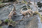 Alpine ibexes