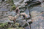 Alpine ibexes