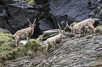 Alpine ibexes