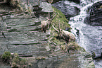 Alpine ibexes