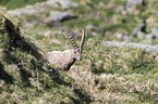 Alpine ibex